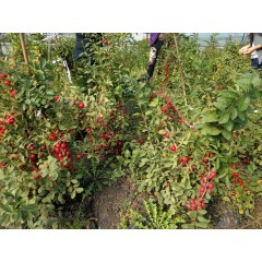 鈣果 農(nóng)大6號(hào)樹苗果樹苗木【郵政發(fā)貨、10棵起發(fā)貨】
