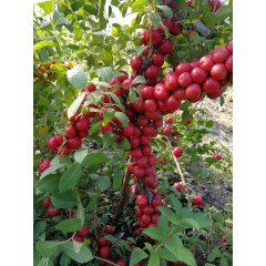 鈣果 農(nóng)大6號(hào)樹苗果樹苗木【郵政發(fā)貨、10棵起發(fā)貨】