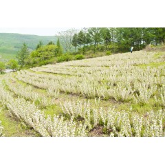 鈣果 農(nóng)大7號樹苗果樹苗木【郵政發(fā)貨、10棵起發(fā)貨】