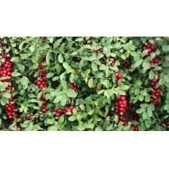 農(nóng)大鈣果4號果樹苗木【郵政發(fā)貨、10棵起發(fā)貨】