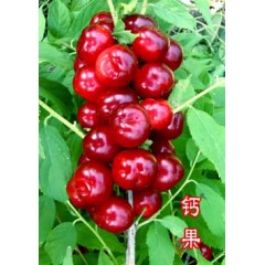 農(nóng)大鈣果4號果樹苗木【郵政發(fā)貨、10棵起發(fā)貨】