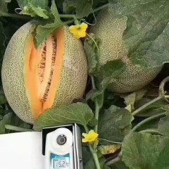 一只長在吐魯番的哈密瓜，西州蜜25號又叫“酥蜜25號”濃郁香甜，甜度驚人?。?！