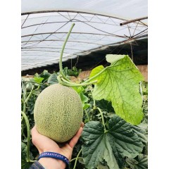 一只長在吐魯番的哈密瓜，西州蜜25號又叫“酥蜜25號”濃郁香甜，甜度驚人！??！