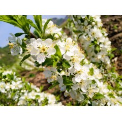 農(nóng)大鈣果苗木農(nóng)大4號(hào)、農(nóng)大6號(hào)、’‘農(nóng)大7號(hào)’樹苗【郵政發(fā)貨、10棵起發(fā)貨】