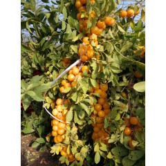 農(nóng)大鈣果苗木農(nóng)大4號(hào)、農(nóng)大6號(hào)、’‘農(nóng)大7號(hào)’樹苗【郵政發(fā)貨、10棵起發(fā)貨】