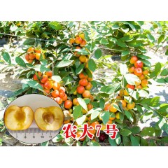農(nóng)大鈣果苗木農(nóng)大4號(hào)、農(nóng)大6號(hào)、’‘農(nóng)大7號(hào)’樹苗【郵政發(fā)貨、10棵起發(fā)貨】