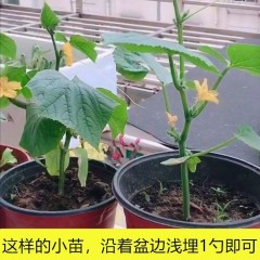 蔬菜復(fù)合肥盆栽花卉通用型氮磷鉀肥料種菜蔬菜專(zhuān)用肥水溶復(fù)合肥